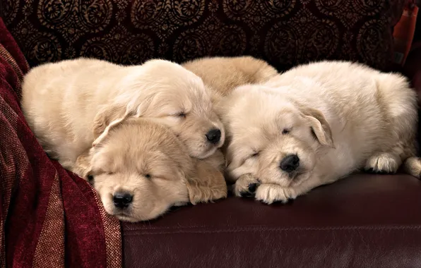Picture sofa, leather, puppies, Labrador, Sony, sleep, breed, textiles