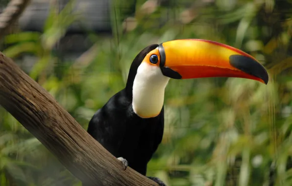 Picture blue, eyes, toucan