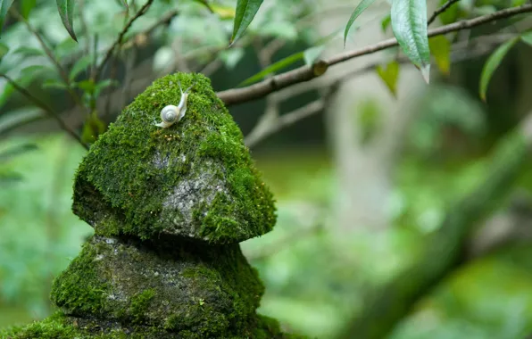 Picture stones, moss, Snail
