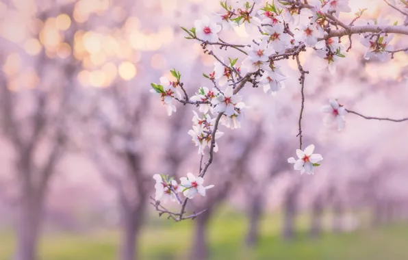 Light, flowers, branches, spring, garden, white, pink background, flowering