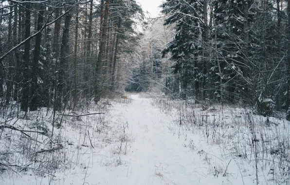 Forest, snow, the atmosphere, Winter