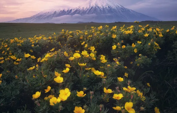 Landscape, flowers, nature, the volcano, Kamchatka, Anna Politova