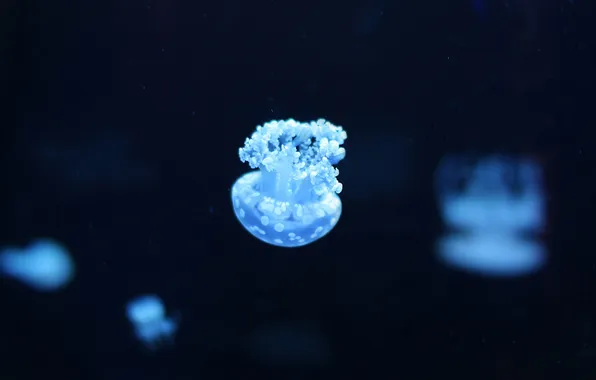 Sea, water, blue, color, depth, jellyfish