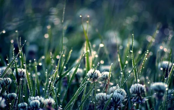 Picture greens, grass, drops, flowers, nature, plants, clover
