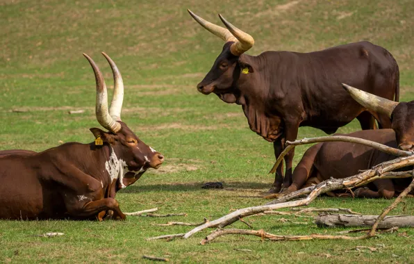 Grass, branches, glade, three, horns, trio, brown, bulls