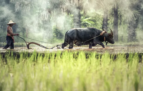 Picture black, water, buffalo, daytime, rice field, farmer
