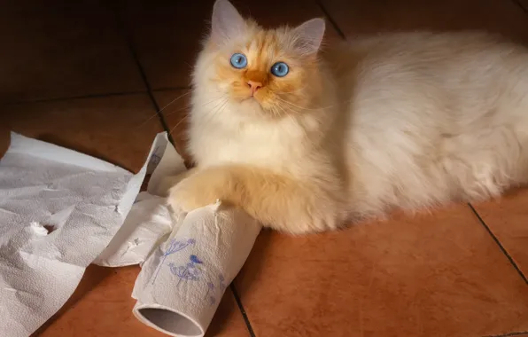Cat, cat, look, pose, fluffy, red, floor, lies