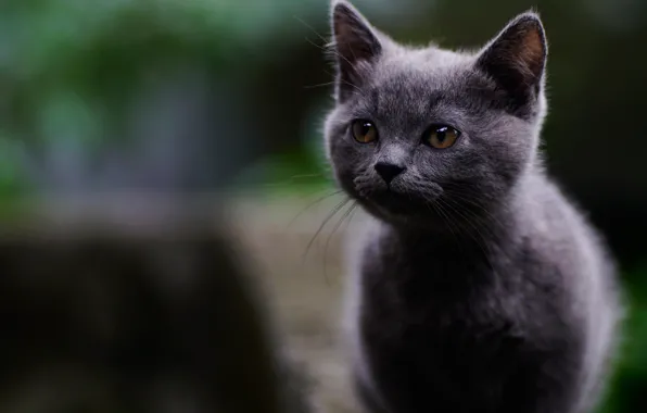 Picture sweetheart, muzzle, kitty