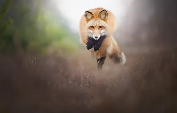 Jump, Fox, red, bokeh