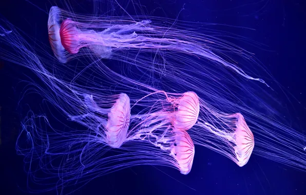 Sea, water, jellyfish