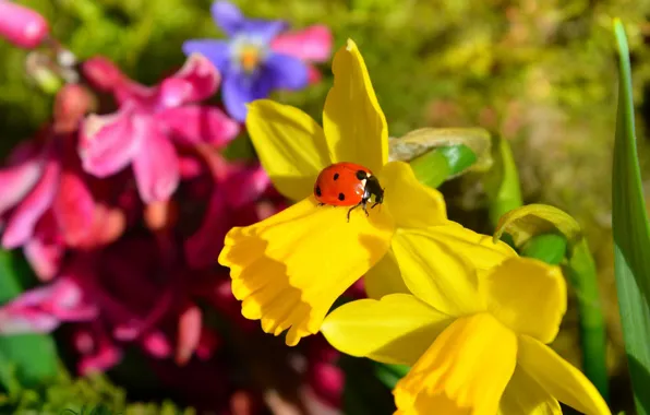 Macro, ladybug, macro, daffodils, Narcissus