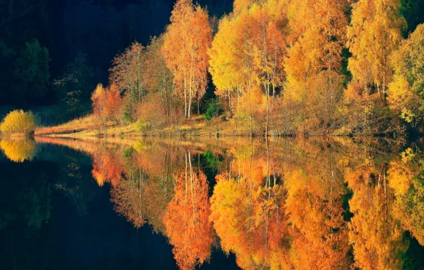 Autumn, forest, reflection, trees, nature, river, paint