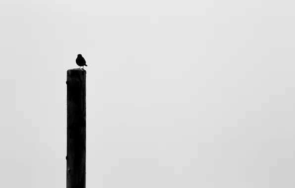 Background, bird, post