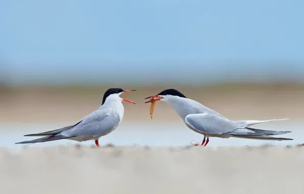 Picture fish, bird, beak, river tern