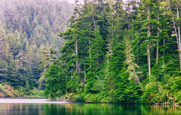 Picture forest, trees, river