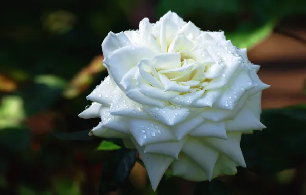 Flower, leaves, drops, the dark background, background, rose, petals, garden