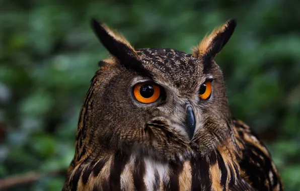 Picture look, owl, bird, portrait, owl