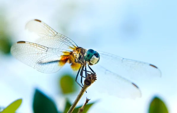 Picture eyes, sprig, wings, dragonfly