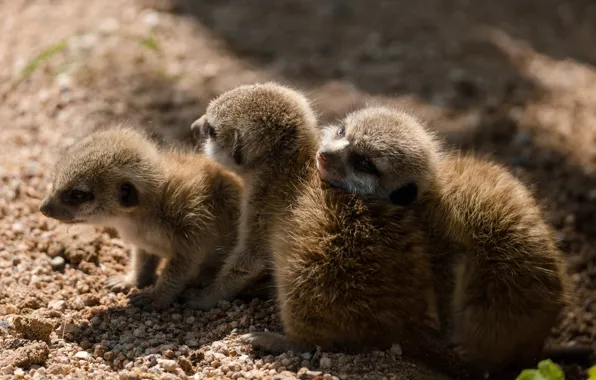 Picture light, pose, meerkats, baby, cub, brood