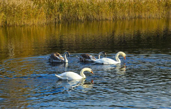 Swan, bird, water, lake, swim