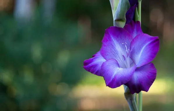 Flower, lilac, gladiolus, green background, bokeh