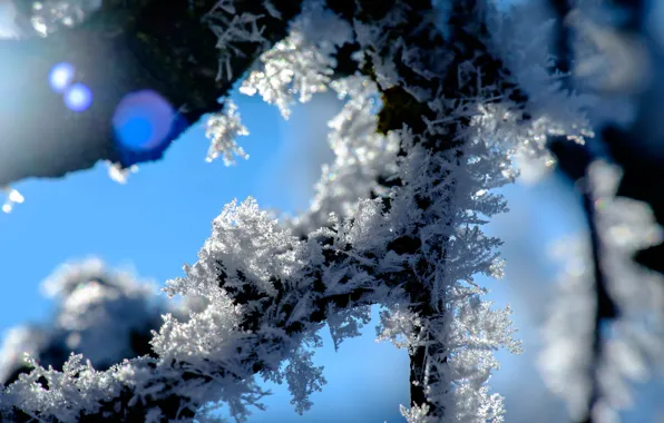 Winter, macro, snow, nature, branch