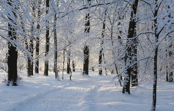 Picture Winter, Snow, Park, Track, Winter, Park, Snow, Trees