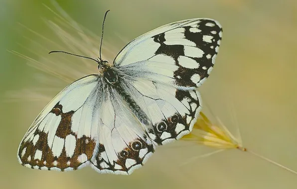 Microsemi, butterfly, wings, insect, spike, closeup