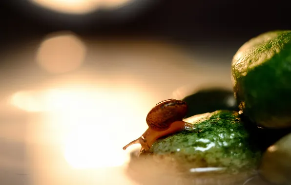 Water, glare, stones, snail
