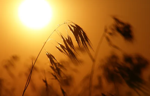 The sun, yellow, ears