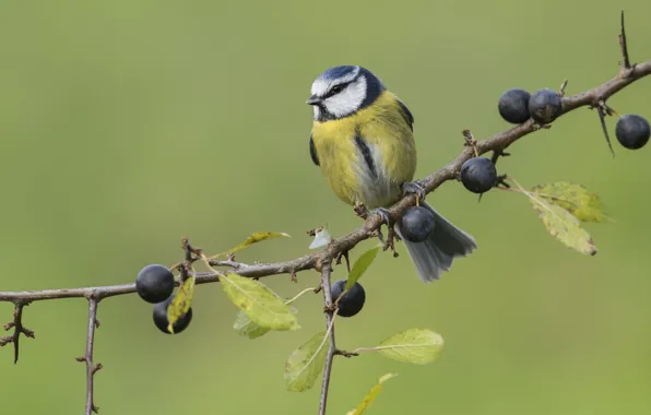Berries, background, bird, branch, green background, tit