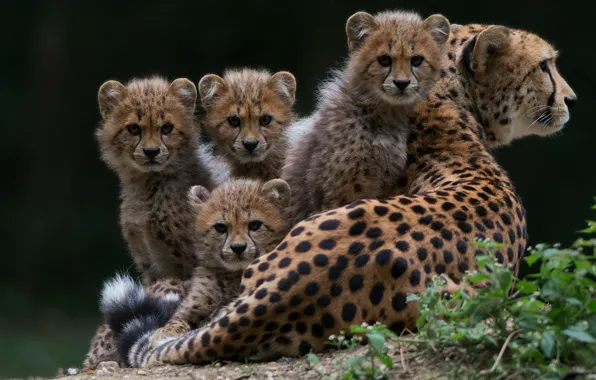 Grass, look, pose, the dark background, kittens, Cheetah, lies, kids
