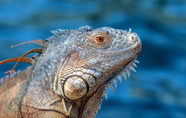 Background, portrait, lizard, iguana