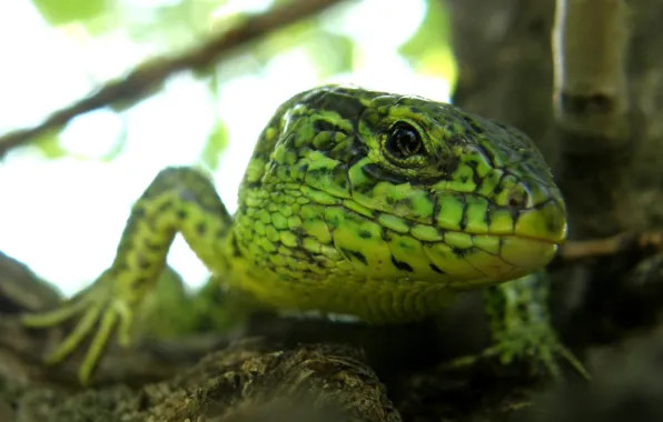 Picture lizard, green, reptile