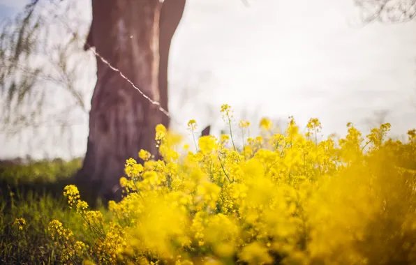 Summer, nature, rape