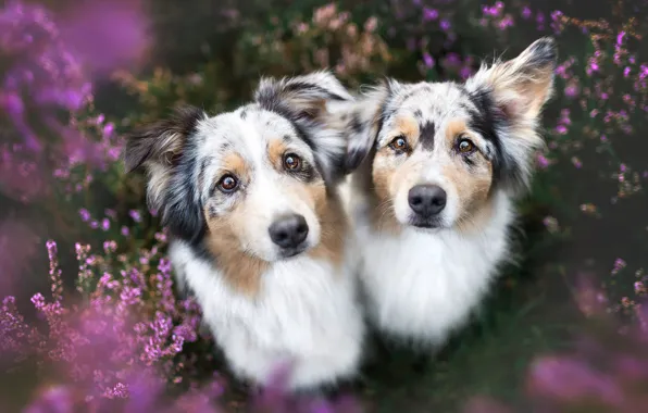 Dogs, summer, look, flowers, nature, pose, background, glade