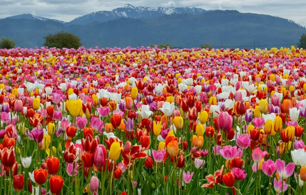 Field, Mountains, Spring, Tulips, Landscape, Spring, Mountains, Colors