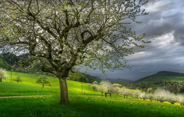 Picture trees, landscape, mountains, clouds, nature, hills, spring, flowering