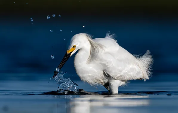 White, water, drops, squirt, the dark background, bird, pond, Heron