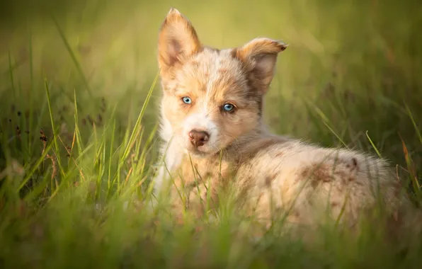 Look, nature, pose, dog, puppy, face