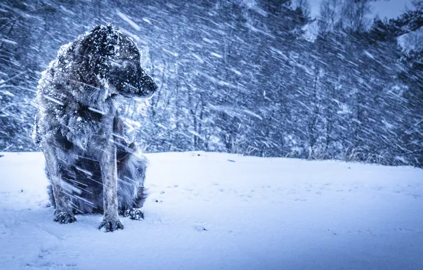 Picture winter, background, dog, Blizzard