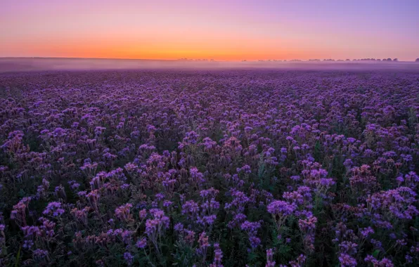 Field, summer, the sky, sunset, flowers, fog, dawn, the evening