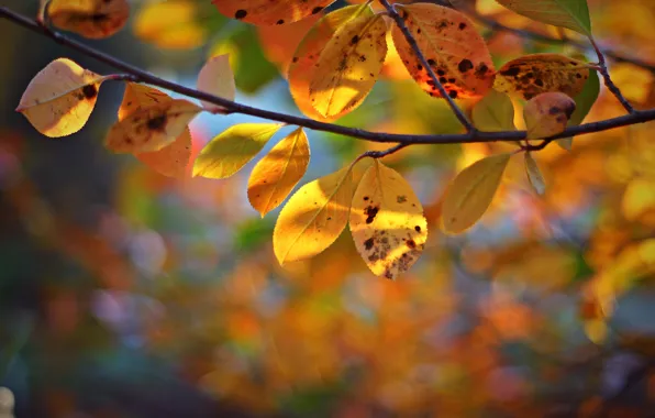 Picture autumn, leaves, trees, branches, yellow