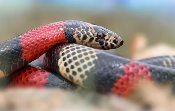 Look, background, snake, striped, red-black