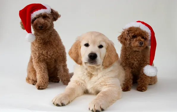 Background, dog, trio, poodle, cap, Golden Retriever, Golden Retriever