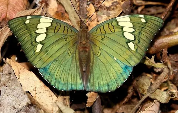Leaves, microsemi, butterfly, wings, insect, beautiful, closeup