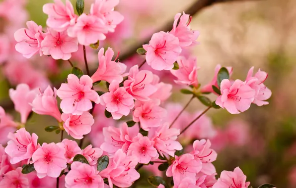 Flowers, spring, petals, pink