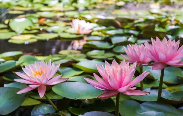 Picture lake, foliage, pink lilies