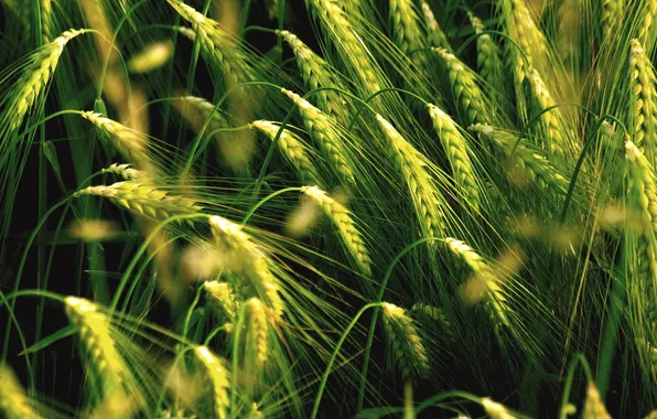 Picture field, nature, spikelets, green