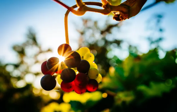 Picture the sun, macro, rays, light, berries, background, grapes, bokeh